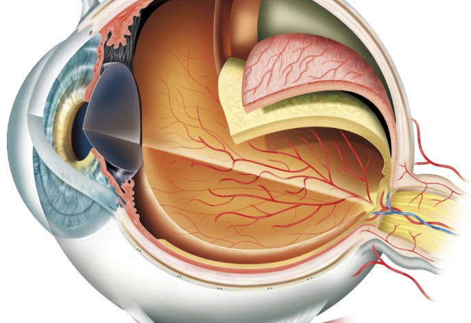 Estructura interna del ojo humano